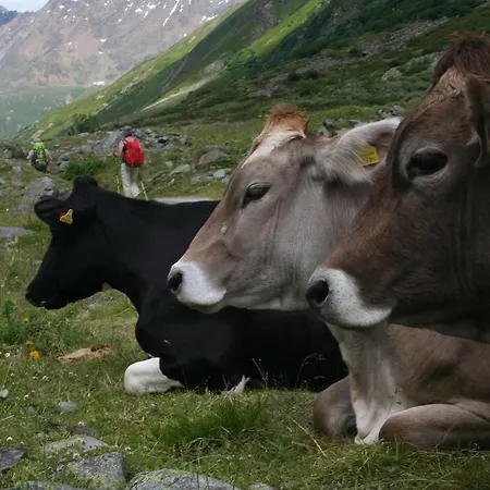 Ferienhaus Alpen Und Gams Neurur